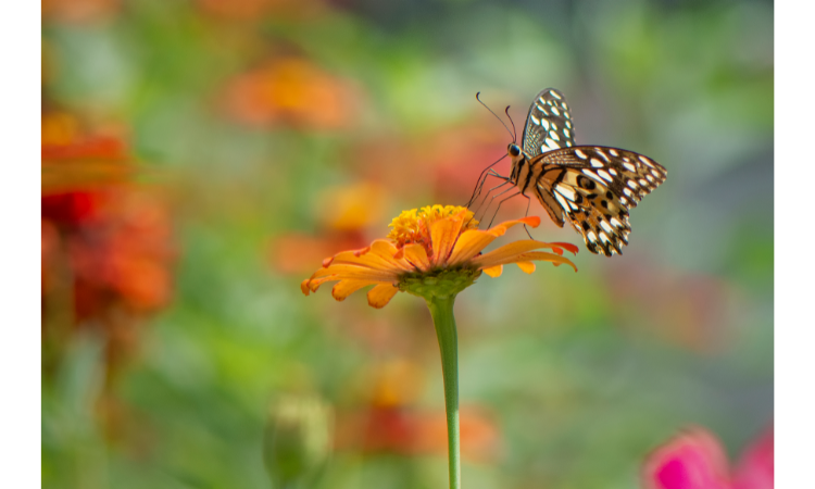 10 Best Plants for Attracting Butterflies