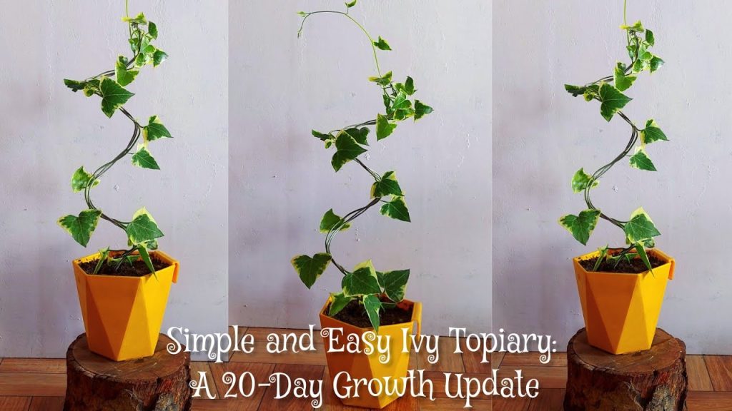 How to Grow a Topiary