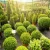 How to Grow a Topiary