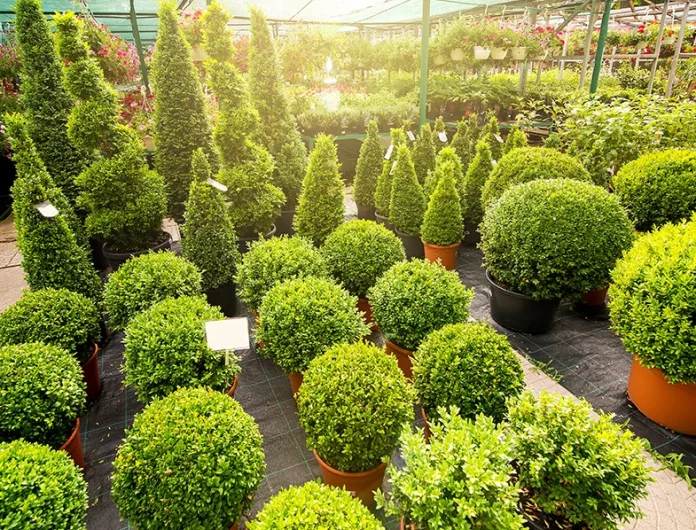 How to Grow a Topiary