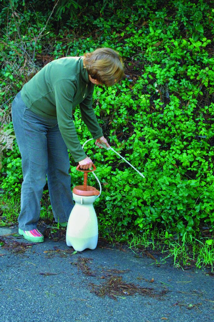 How to Grow a Topiary