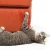 5 Tips to Keep Your Cat from Scratching Your Furniture