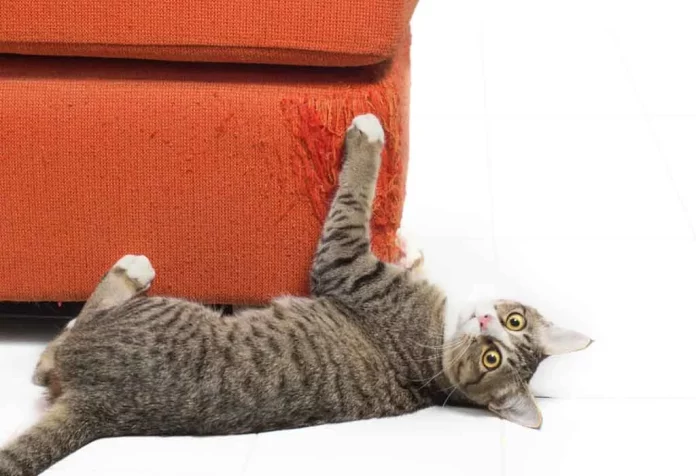 5 Tips to Keep Your Cat from Scratching Your Furniture