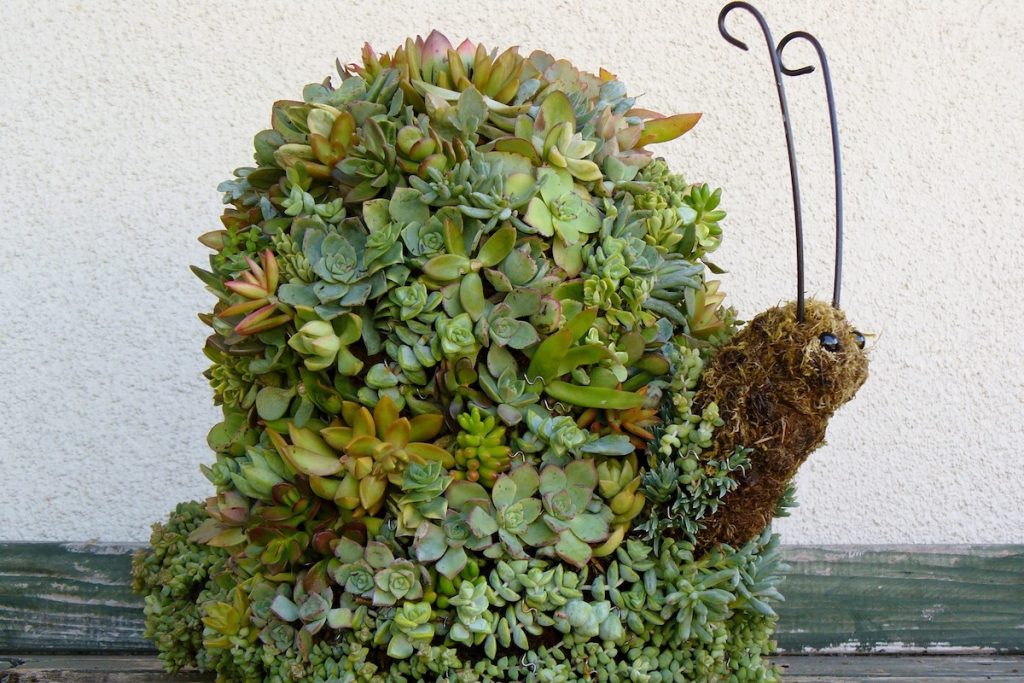 How to Grow a Topiary