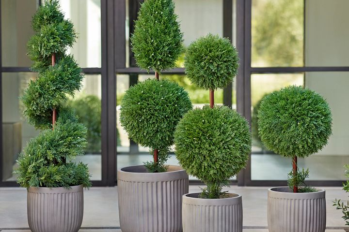 How to Grow a Topiary