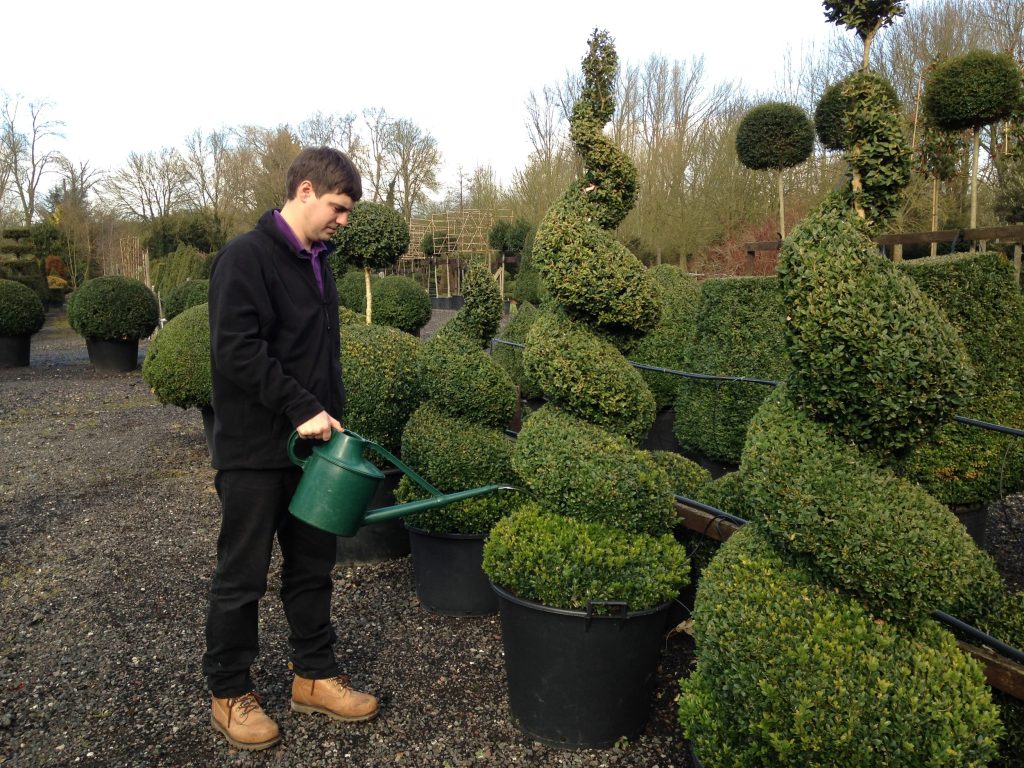 How to Grow a Topiary