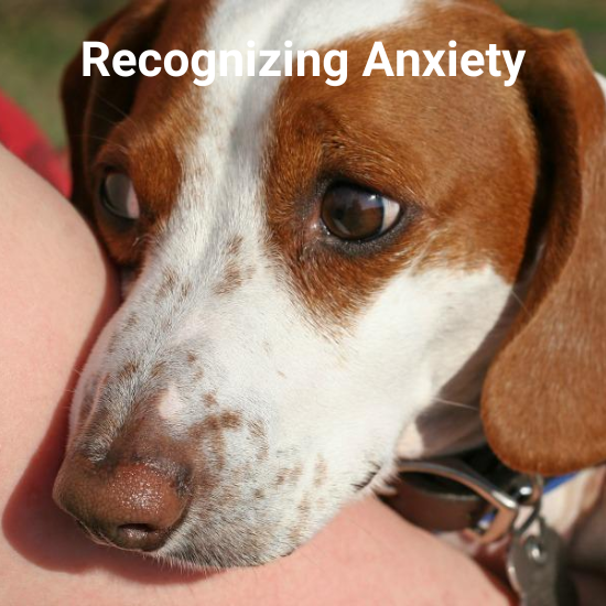 Tips for Dealing with a Nervous or Anxious Pet