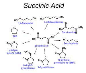 Succinic Acid: Worth The Hype