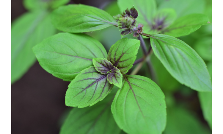 Antioxidant-rich Foods in Africa
