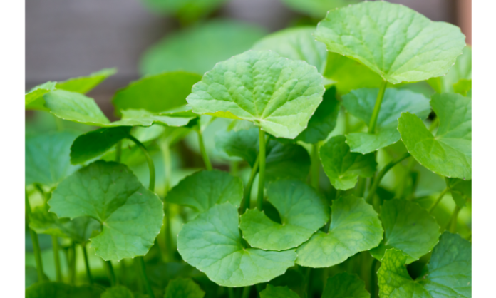 heading Benefits of Gotu Kola
