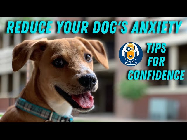 Tips for Dealing with a Nervous or Anxious Pet