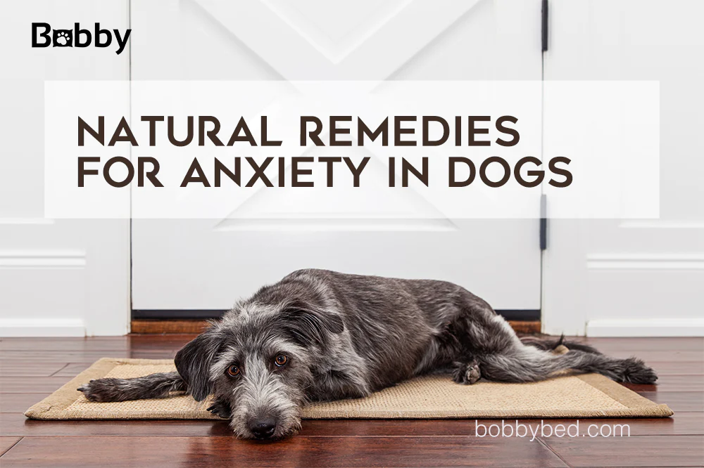 Tips for Dealing with a Nervous or Anxious Pet