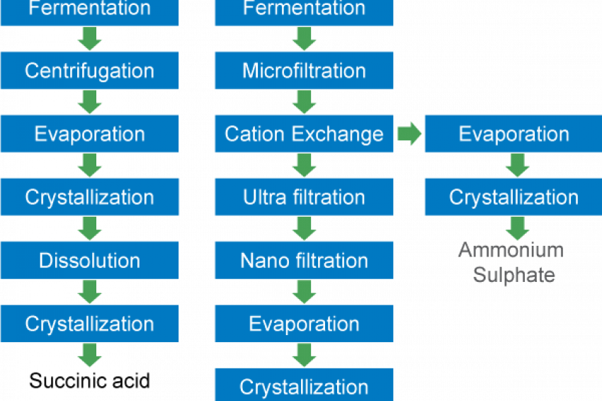 Succinic Acid: Worth The Hype