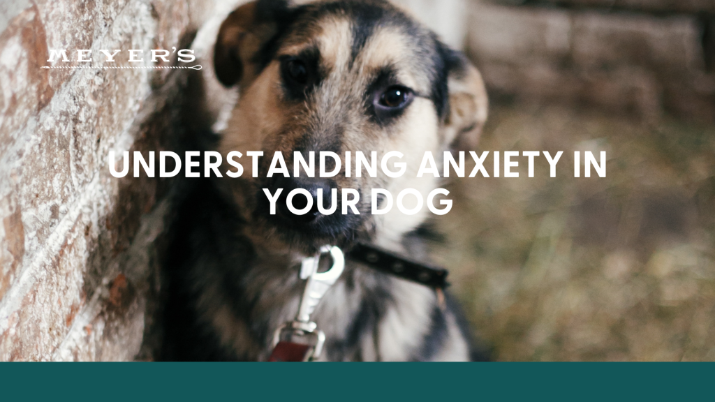 Tips for Dealing with a Nervous or Anxious Pet