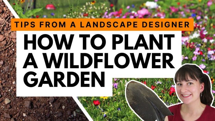 5 Reasons to Plant a Wildflower Garden