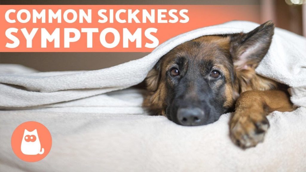 Signs Your Pet is Unwell