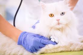 Signs Your Pet is Unwell