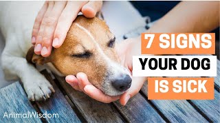 Signs Your Pet is Unwell