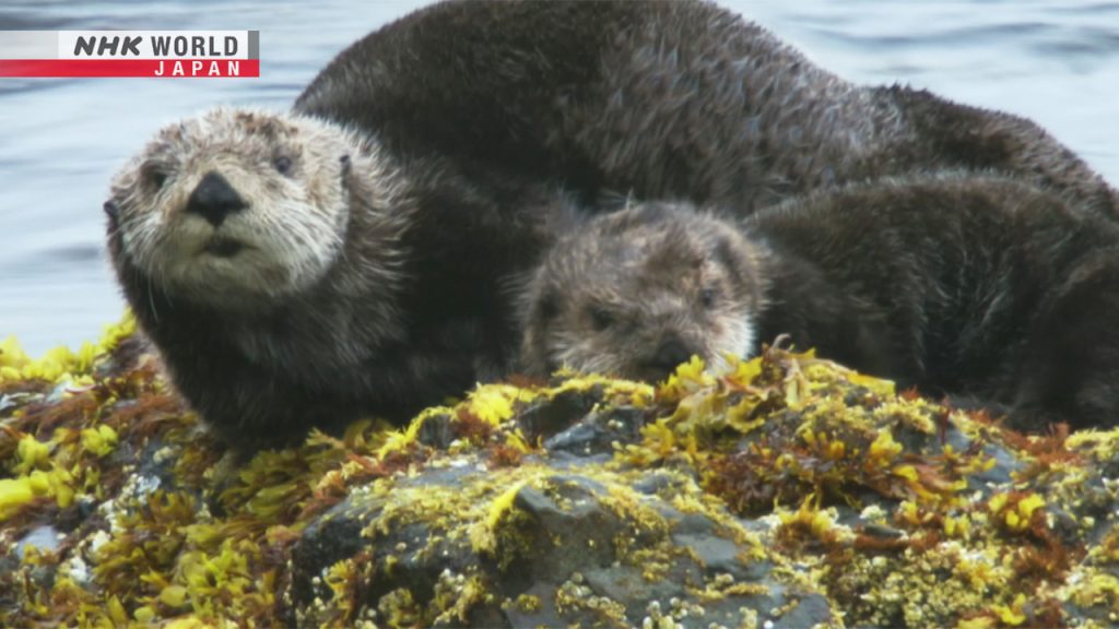 Where to Swim With Otters