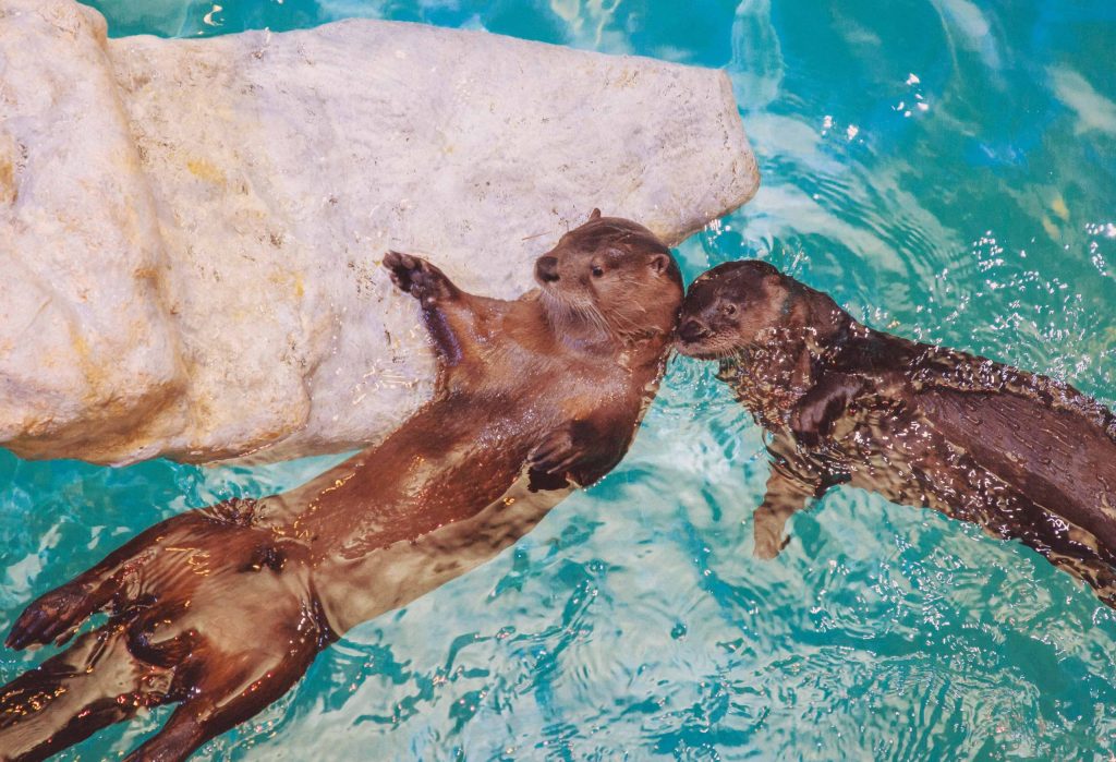 Where to Swim With Otters