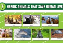 Ten Incredible Animals That Have Saved Human Lives Ten Incredible Animals That Have Saved Human Lives