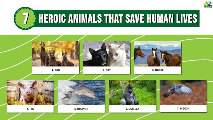 Ten Incredible Animals That Have Saved Human Lives