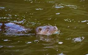 Where to Swim With Otters