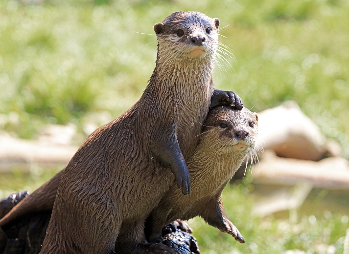 Where to Swim With Otters