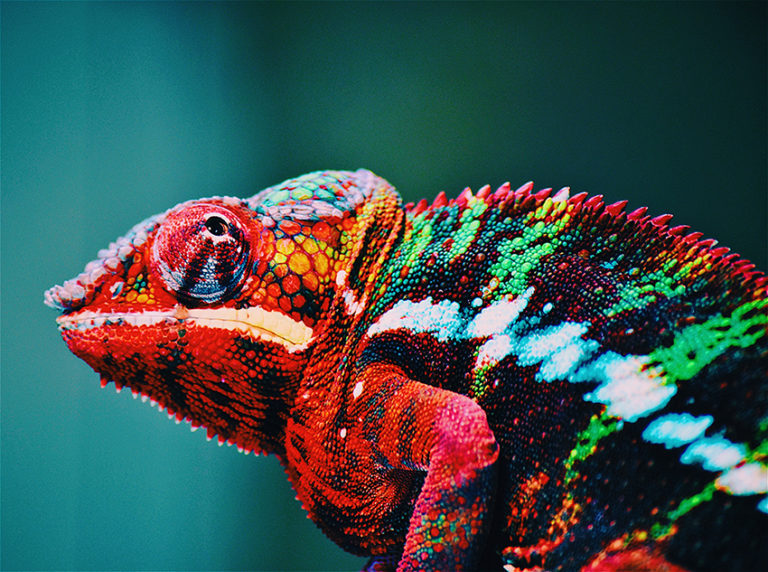 Veelkleurige kameleon in close-up