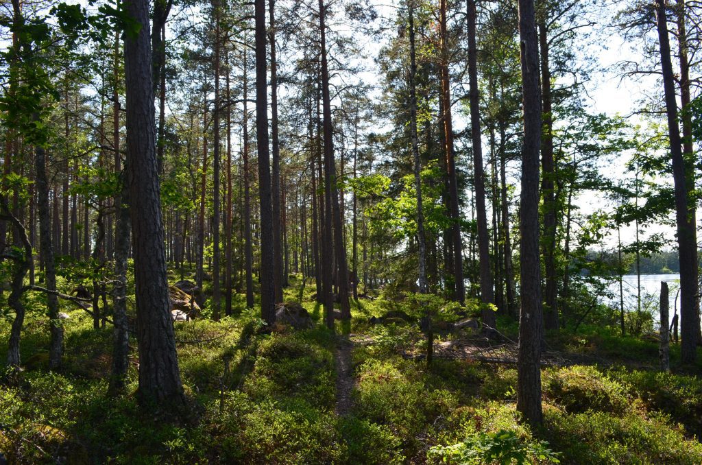 Skogen i Hornsö Ekopark