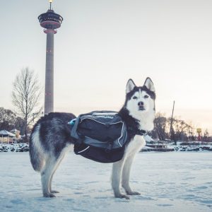 Amundsen Pro-Dog Backpack - L