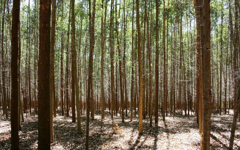 Hur man Bygger ett Överlevnadsskydd i Skogen