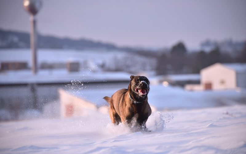 Är det Farligt för Hundar att Äta Snö? Allt du Bör Veta