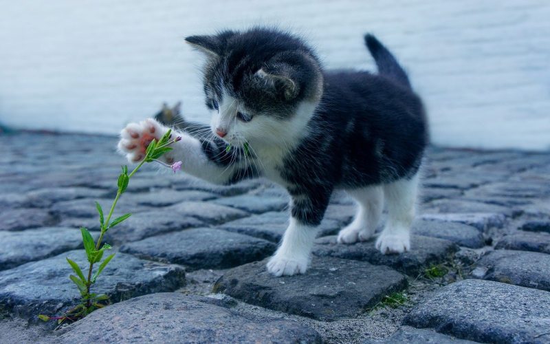 Bör man Försäkra sin Katt? Vad du bör Tänka på