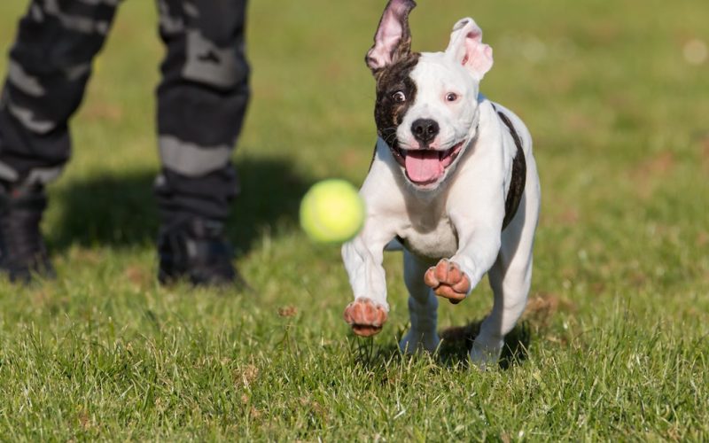 Satsa på bra Prylar till Hunden