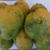 Mangue "S" - 1 kg (spécial jus)