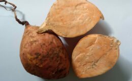 Patate douce (orange) - 1kg