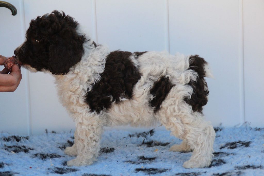 Indy Kennel Aberlours