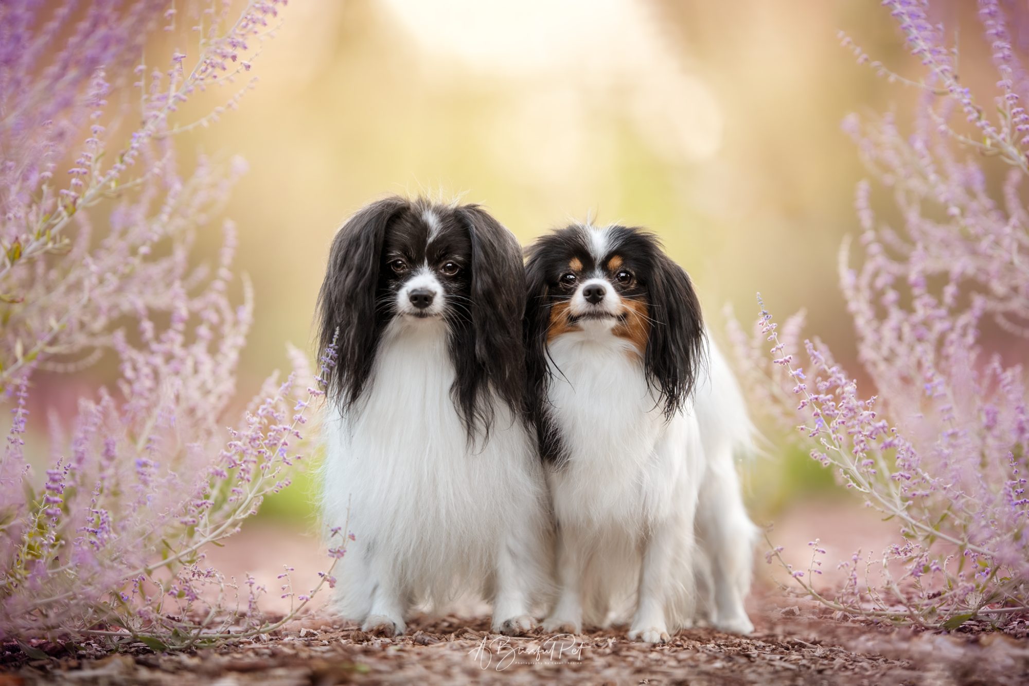 Dogphotography een fotosessie metje hond bij A Blissful pet