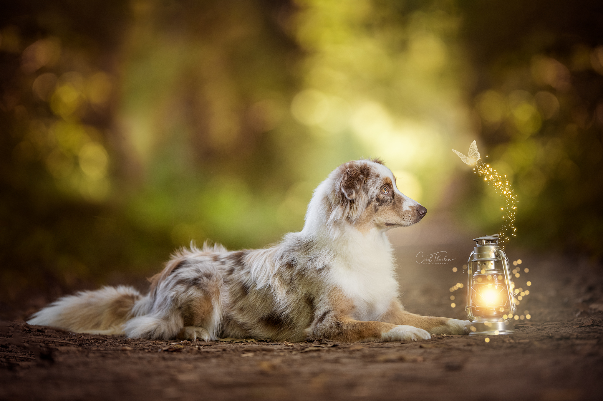 Australian Shephard photoshoot with magical light