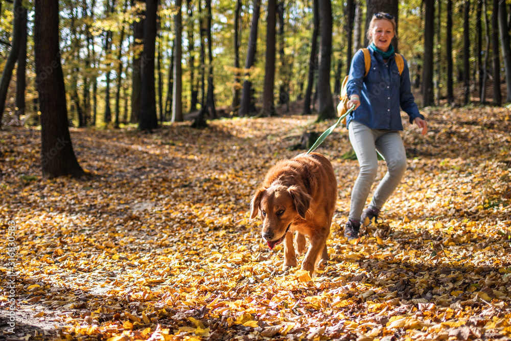 Big dog is dragging pet owner. Woman is walking with her retriever outdoors