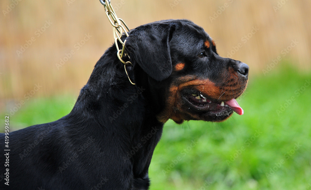 un perro rottweiler