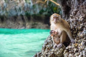 Day Trips Monkey Beach Phi Phi Island Tours by Speedboat