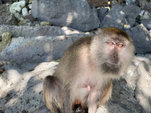 Monkey beach Phi Phi Island - Thailand