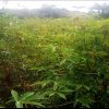 Cassava plantation in Liberia