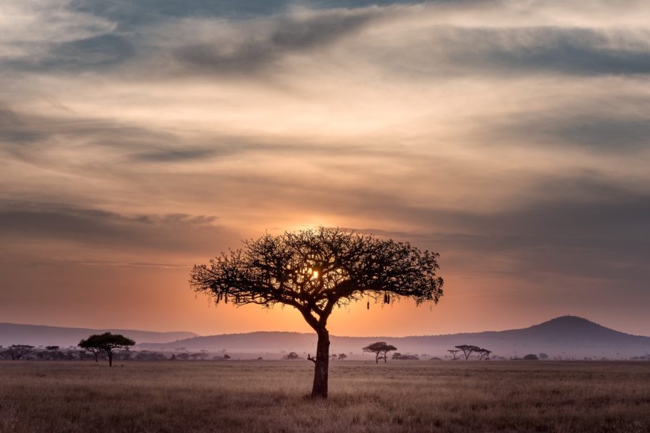 A lonely tree with the sunset behind it, as a symbol of visible result
