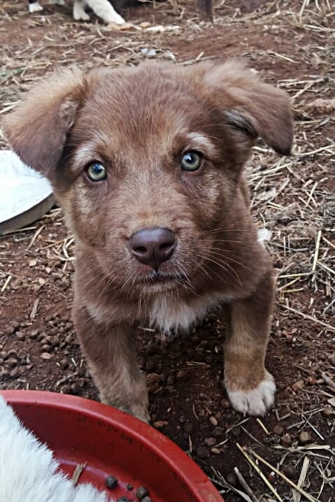 Grondig vermijden voedsel Adopteer een hond: Stichting FTS – Paws of Greece – Help make life a little  better