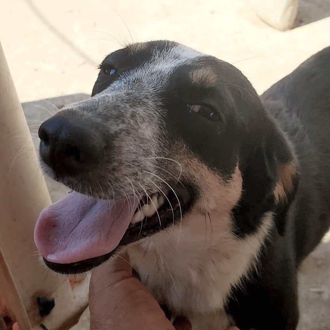 Griekse adoptiehond: Rachel, Teef van 4 jr en 11 mnd oud.