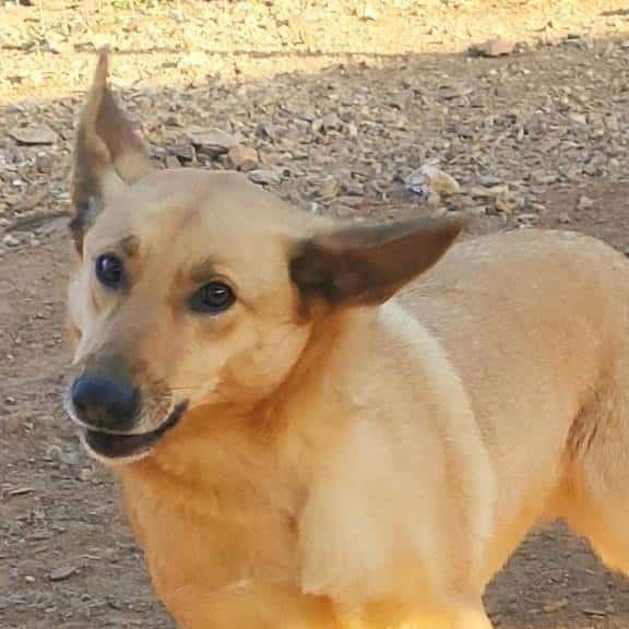 Griekse adoptiehond: Nova, Teef van 5 jr en 3 mnd oud.