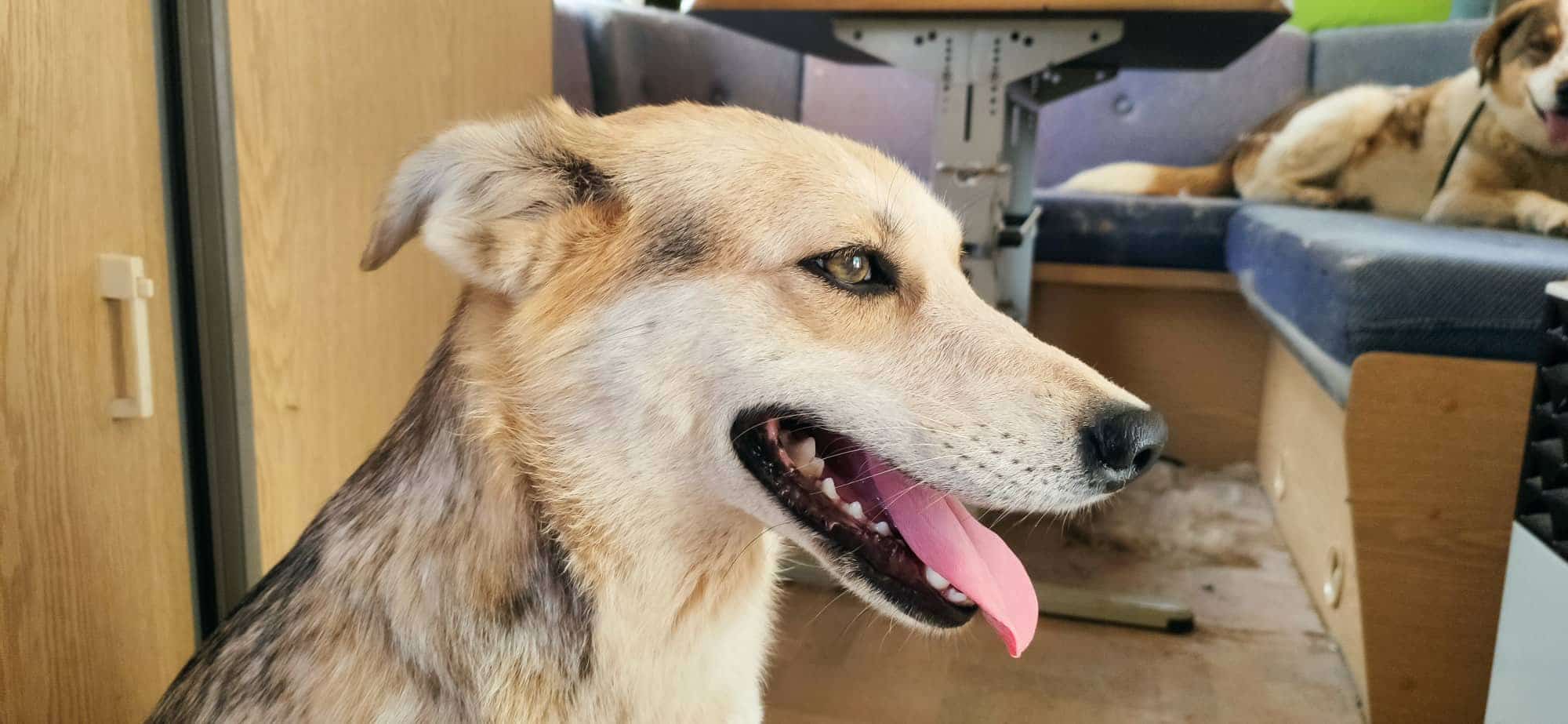 Griekse adoptiehond: Carla, Teef van 6 jr en 1 mnd oud.